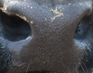 Muzzle capture frame from the demo gallery