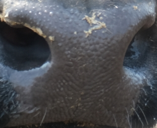 Muzzle capture frame from the demo gallery