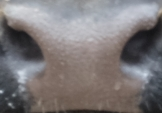 Muzzle capture frame from the demo gallery
