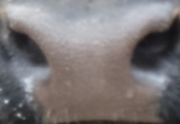 Muzzle capture frame from the demo gallery