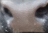 Muzzle capture frame from the demo gallery