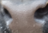 Muzzle capture frame from the demo gallery