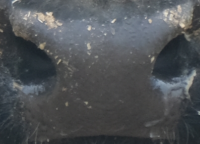 Muzzle capture frame from the demo gallery