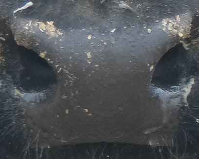 Muzzle capture frame from the demo gallery
