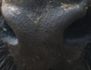 Muzzle capture frame from the demo gallery