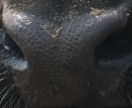 Muzzle capture frame from the demo gallery
