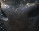Muzzle capture frame from the demo gallery
