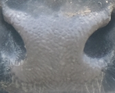 Muzzle capture frame from the demo gallery