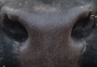 Muzzle capture frame from the demo gallery