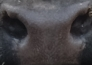 Muzzle capture frame from the demo gallery