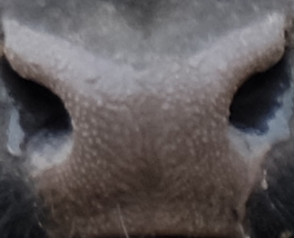 Muzzle capture frame from the demo gallery