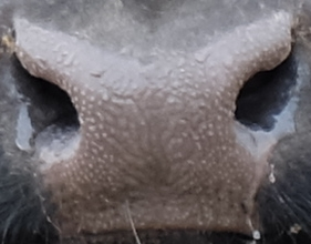 Muzzle capture frame from the demo gallery