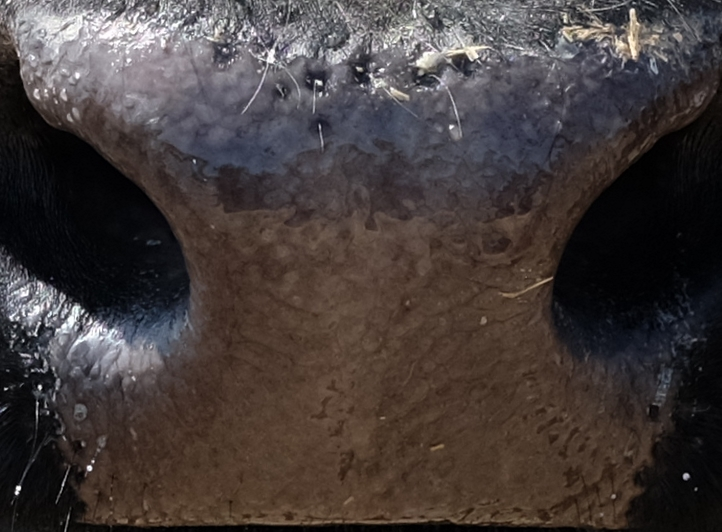 Muzzle capture frame from the demo gallery